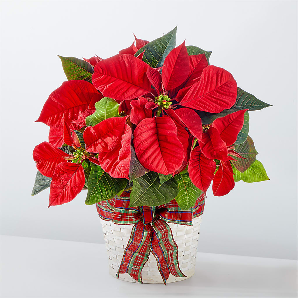 Happiest Holidays Poinsettia – Peonia Flowers Llc, Lakewood NJ