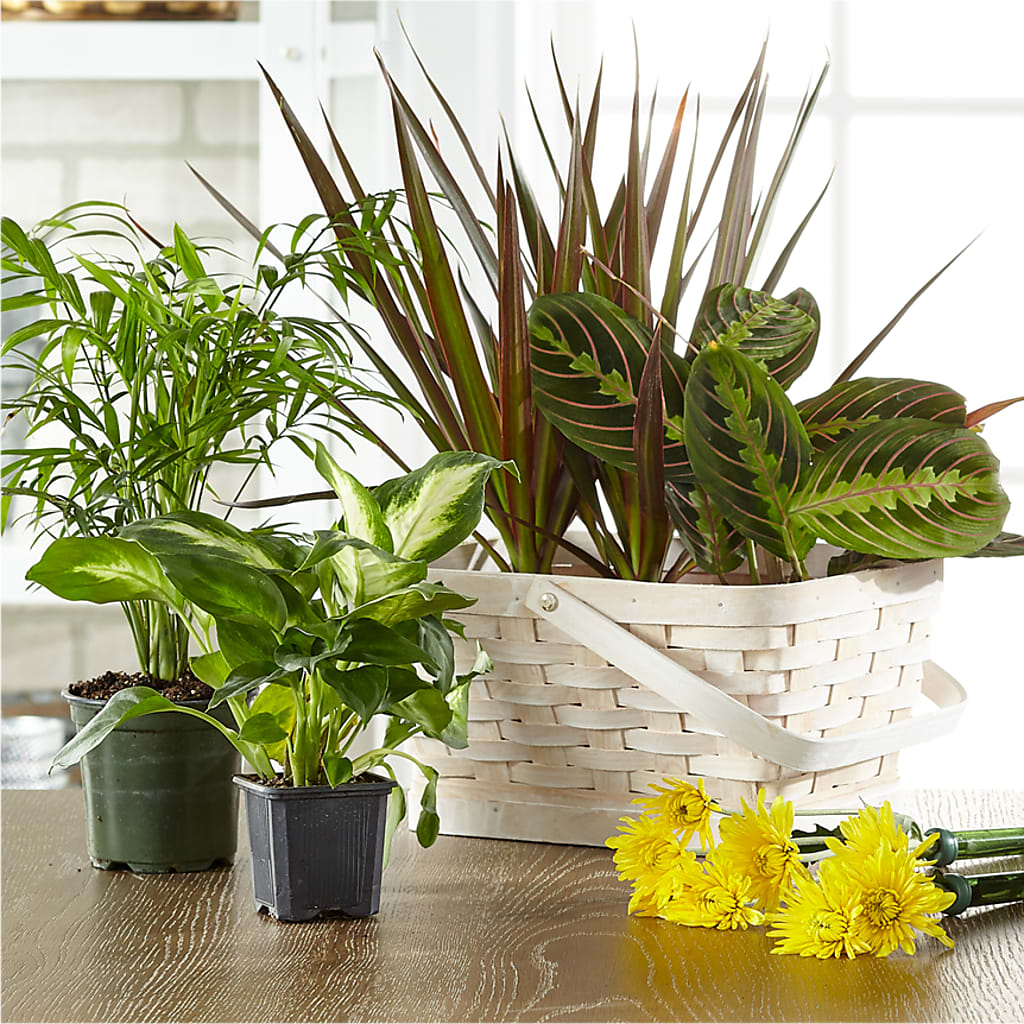 Florist Designed Blooming and Green Plants in a Basket –  Peonia Flowers Llc, Lakewood NJ
