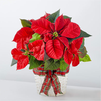 Happiest Holidays Poinsettia –  Peonia Flowers Llc, Lakewood NJ