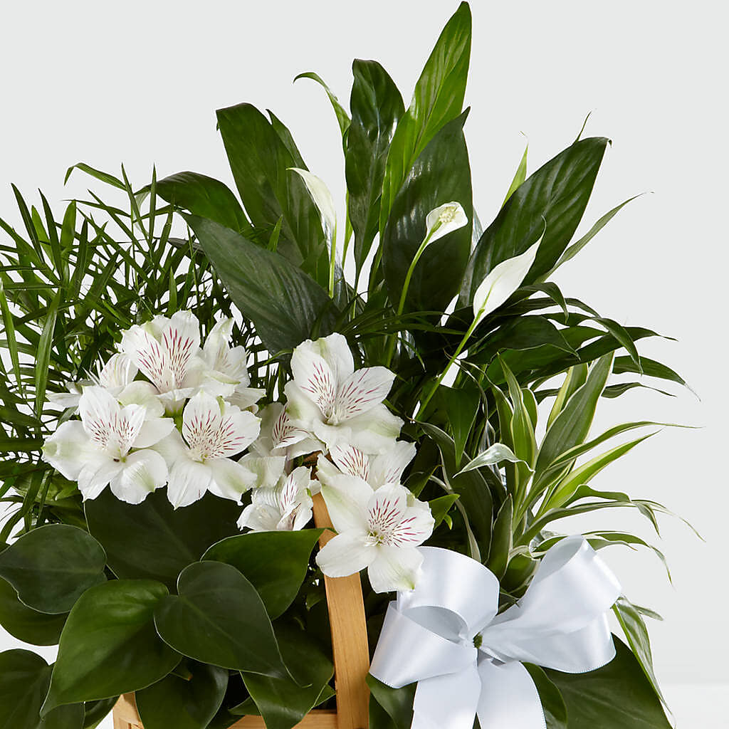 Peace & Serenity Dishgarden –  Peonia Flowers Llc, Lakewood NJ
