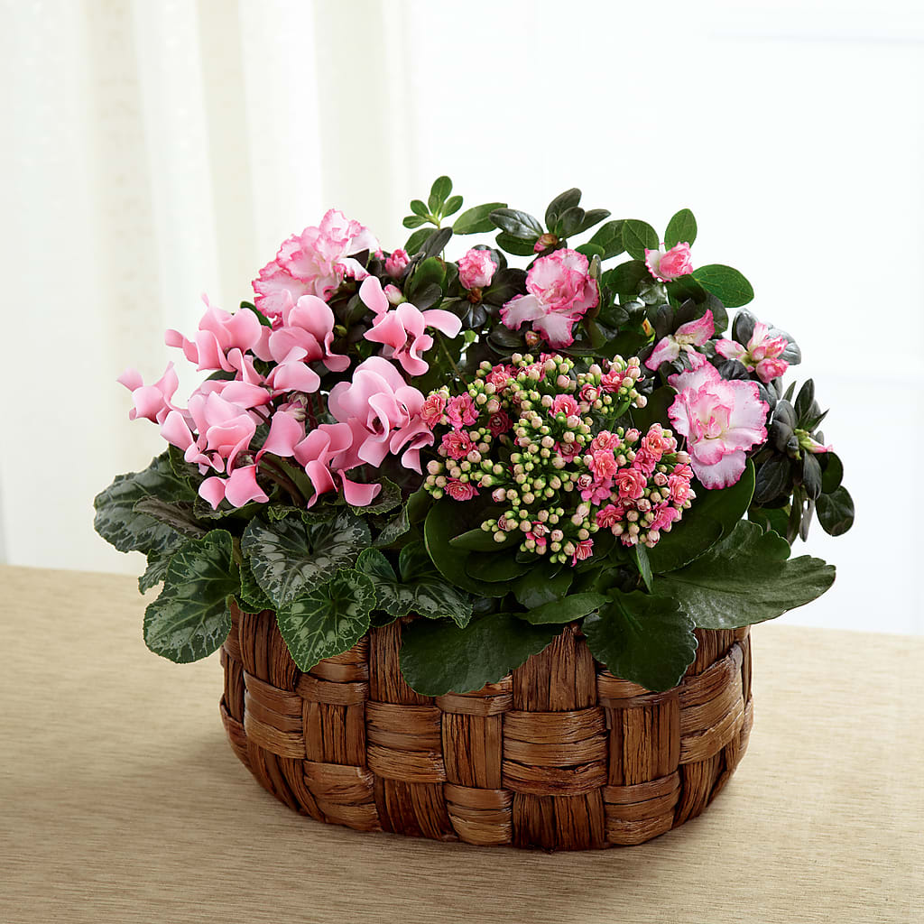 Pink Assortment –  Peonia Flowers Llc, Lakewood NJ