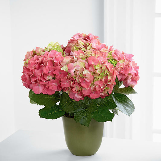 Pink Hydrangea Planter –  Peonia Flowers Llc, Lakewood NJ