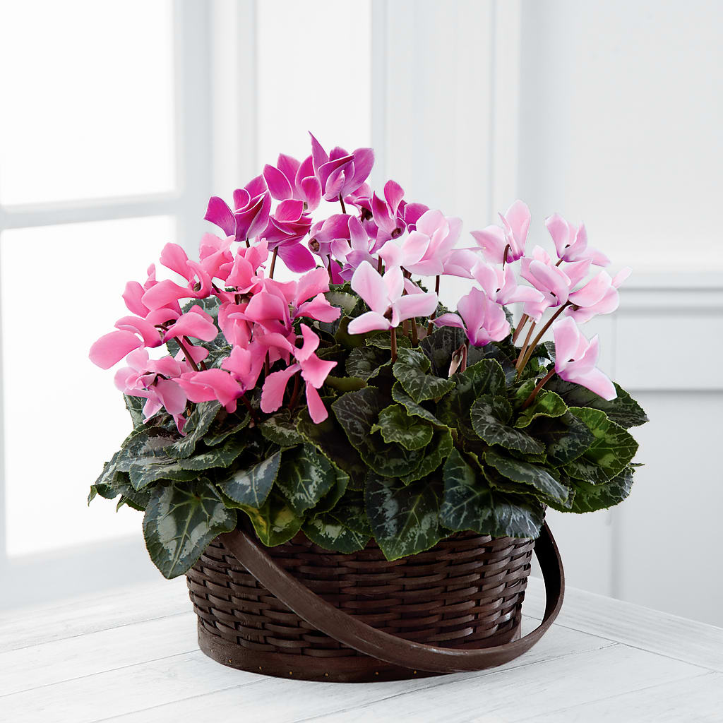 Mixed Cyclamen Planter –  Peonia Flowers Llc, Lakewood NJ