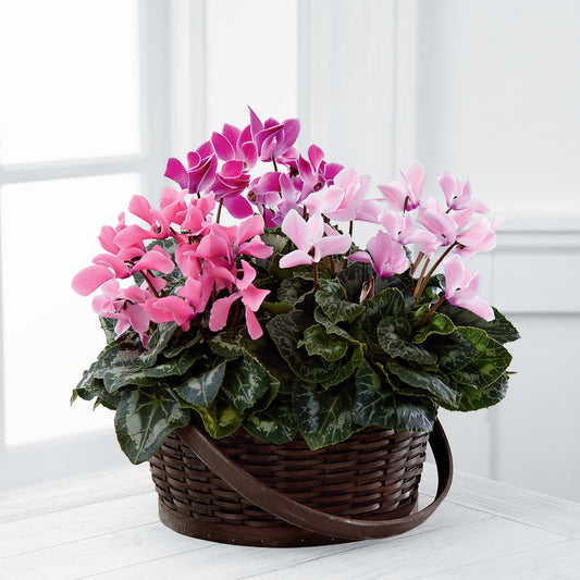 Mixed Cyclamen Planter –  Peonia Flowers Llc, Lakewood NJ
