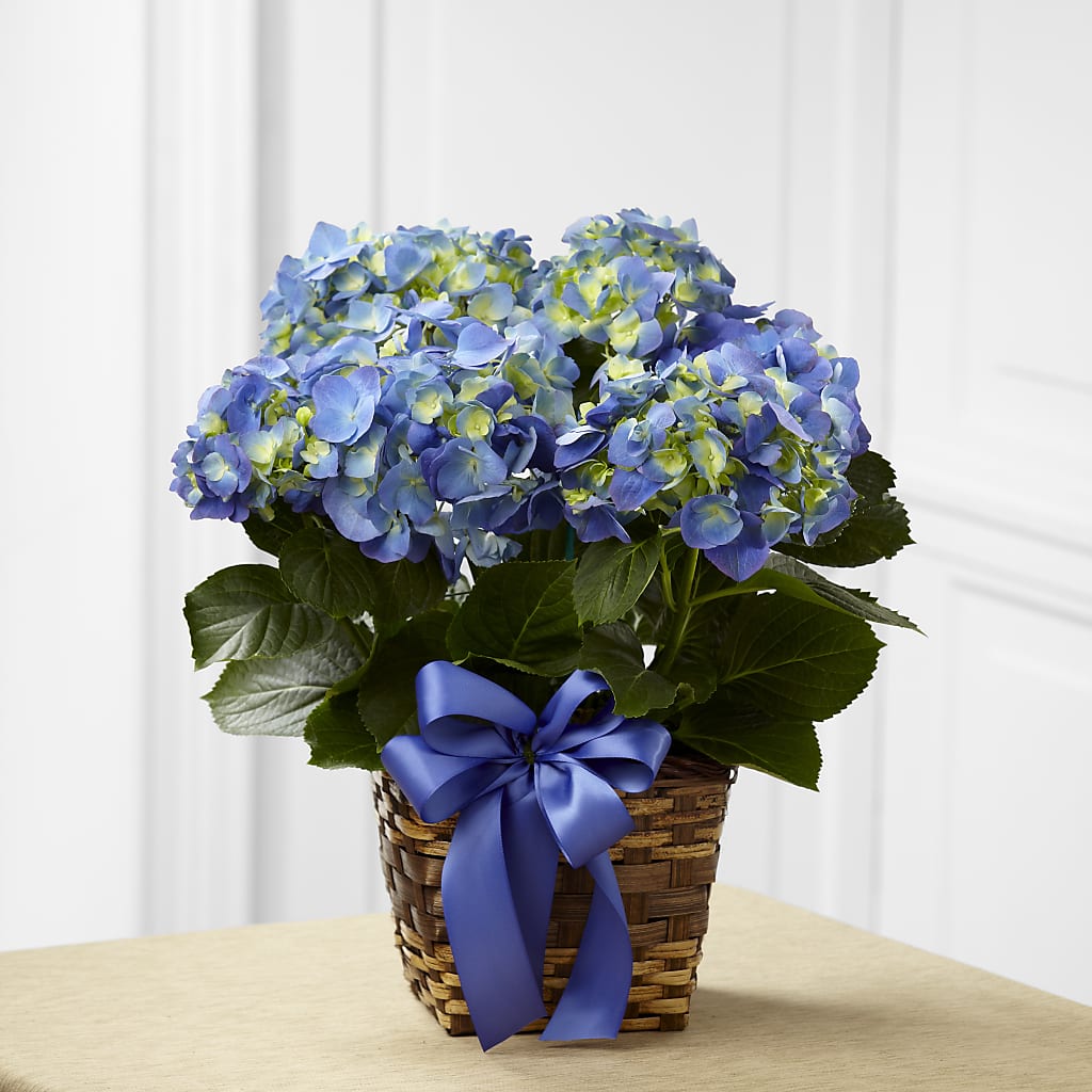 Blue Hydrangea Planter –  Peonia Flowers Llc, Lakewood NJ