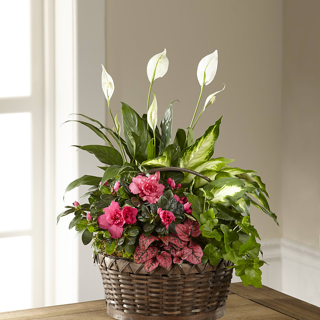 Dream in Pink Dishgarden –  Peonia Flowers Llc, Lakewood NJ