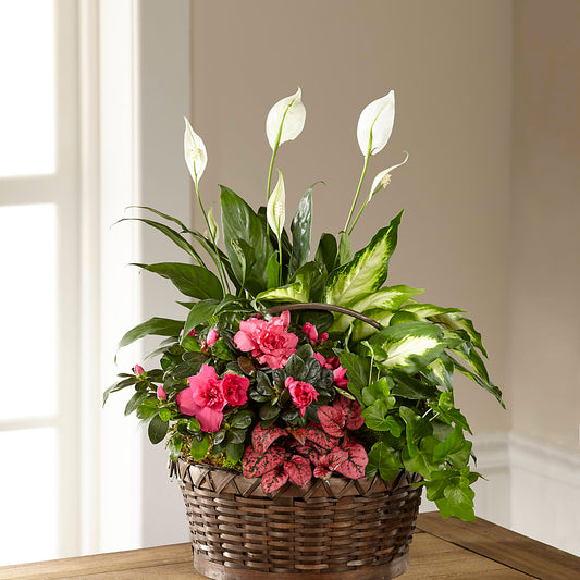 Dream in Pink Dishgarden –  Peonia Flowers Llc, Lakewood NJ