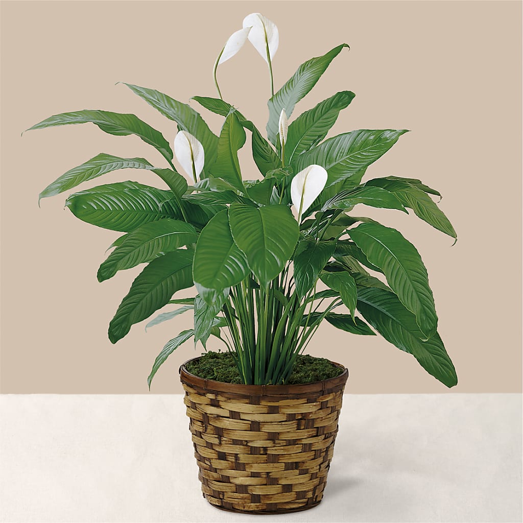 Tranquil Moments Peace Lily Plant –  Peonia Flowers Llc, Lakewood NJ