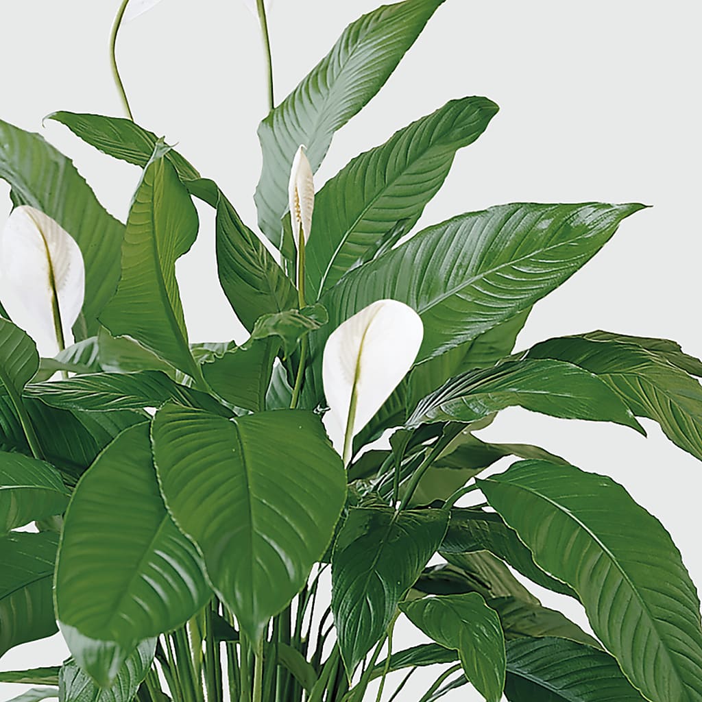 Tranquil Moments Peace Lily Plant –  Peonia Flowers Llc, Lakewood NJ
