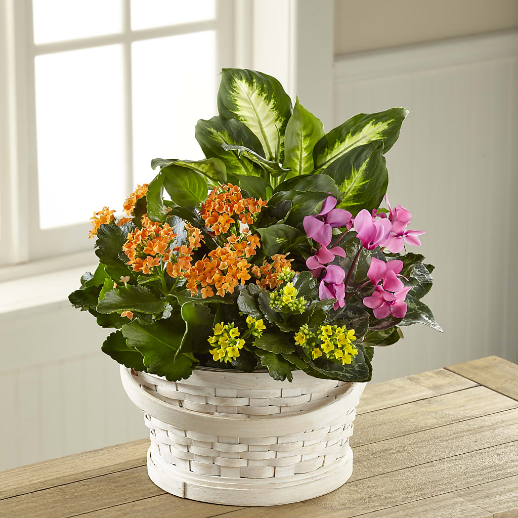 Color Crush Dishgarden –  Peonia Flowers Llc, Lakewood NJ