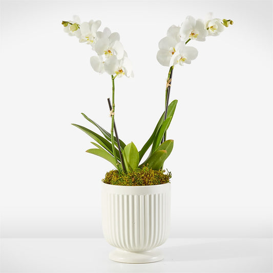 Whispering White Orchid –  Peonia Flowers Llc, Lakewood NJ