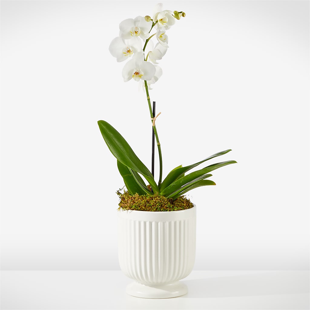 Whispering White Orchid –  Peonia Flowers Llc, Lakewood NJ