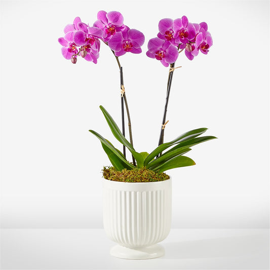 Friendly Fuchsia Orchid –  Peonia Flowers Llc, Lakewood NJ