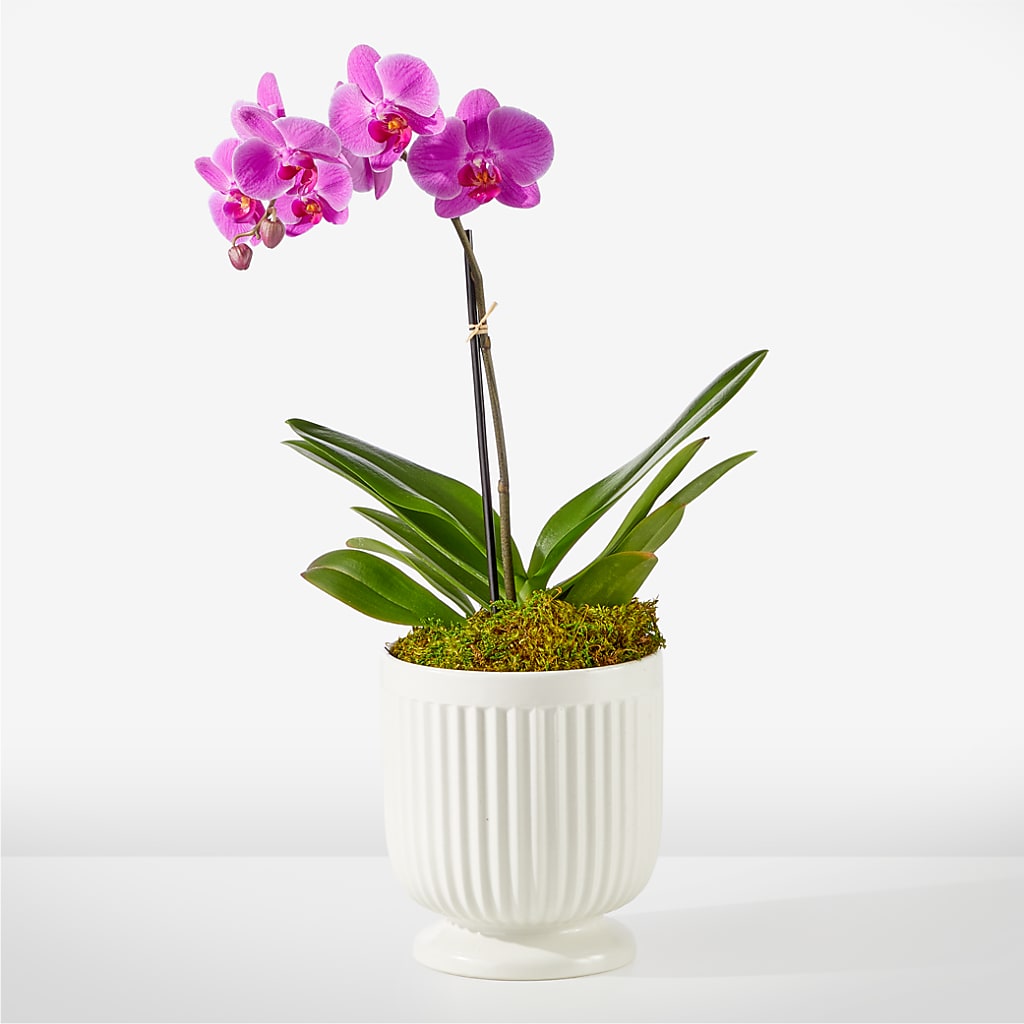 Friendly Fuchsia Orchid –  Peonia Flowers Llc, Lakewood NJ