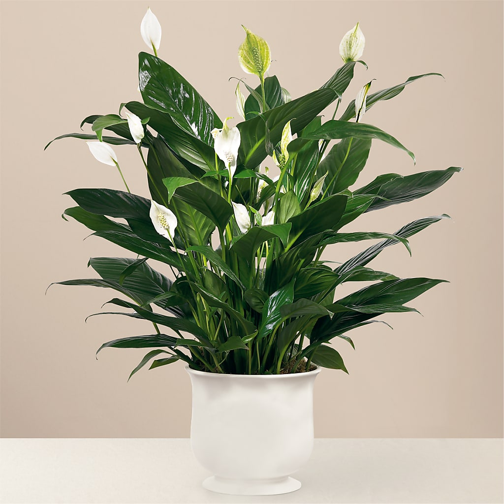 Comfort Planter –  Peonia Flowers Llc, Lakewood NJ
