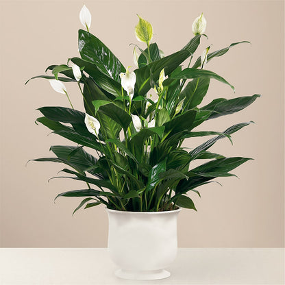 Comfort Planter –  Peonia Flowers Llc, Lakewood NJ