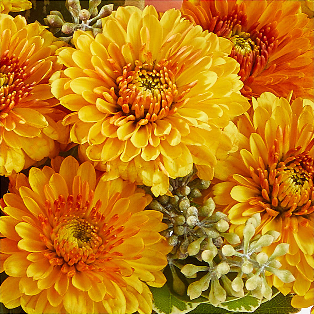 Peachy Pumpkin –  Peonia Flowers Llc, Lakewood NJ