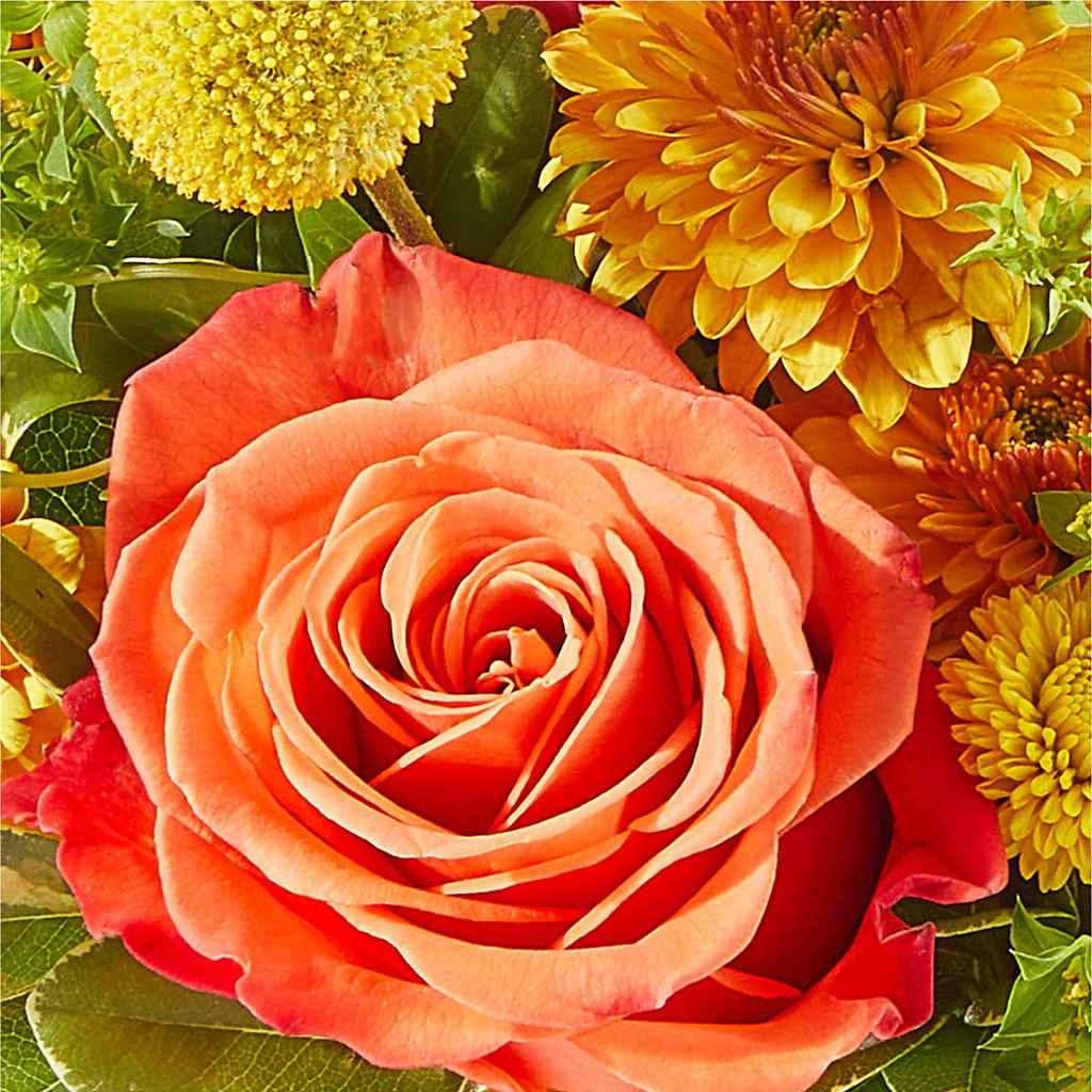 Gourdgeous Pumpkin –  Peonia Flowers Llc, Lakewood NJ