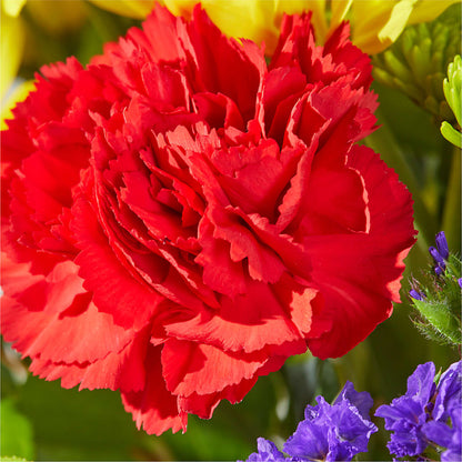 Brighter Days Bouquet –  Peonia Flowers Llc, Lakewood NJ