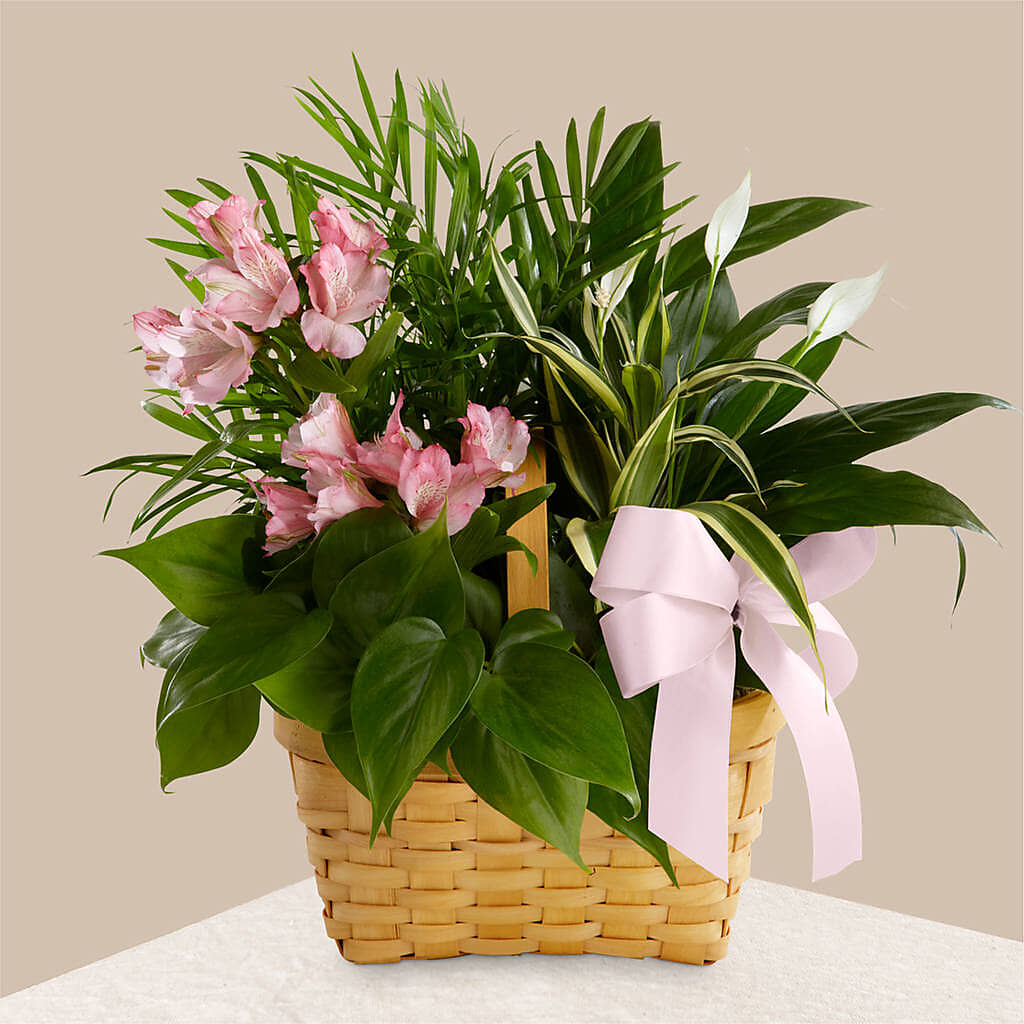 Living Spirit Dishgarden –  Peonia Flowers Llc, Lakewood NJ