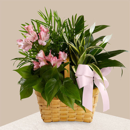 Living Spirit Dishgarden –  Peonia Flowers Llc, Lakewood NJ