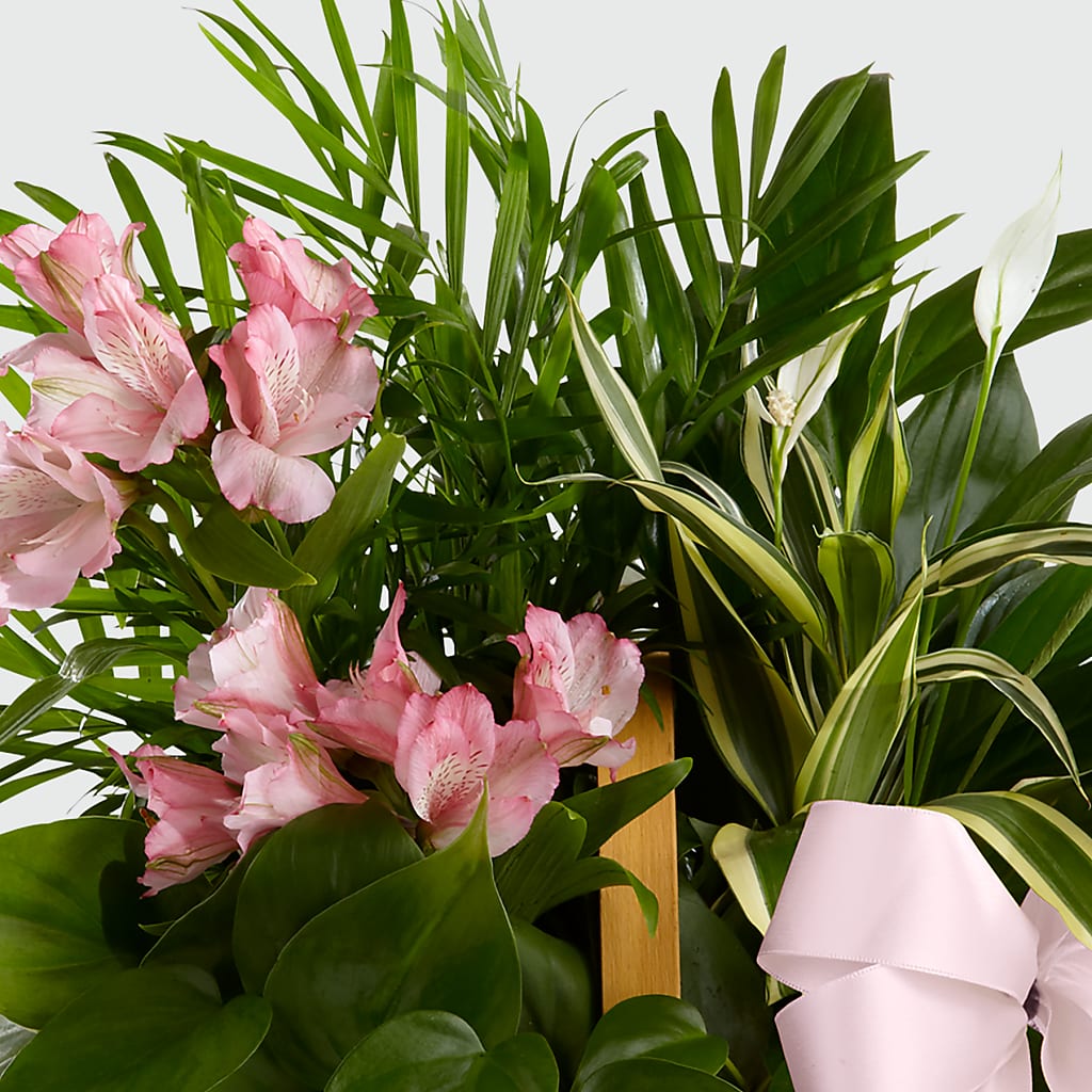 Living Spirit Dishgarden –  Peonia Flowers Llc, Lakewood NJ