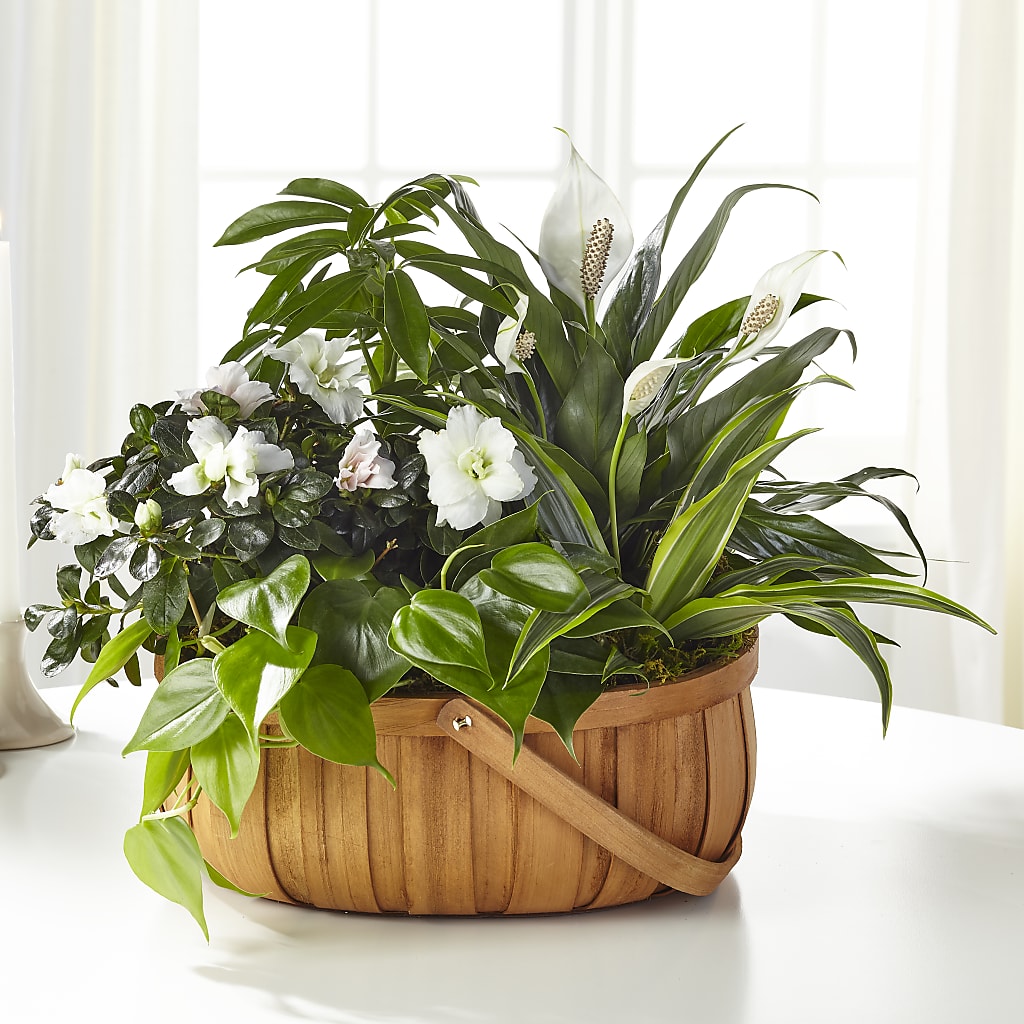 Serene Dishgarden –  Peonia Flowers Llc, Lakewood NJ