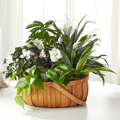 Serene Dishgarden –  Peonia Flowers Llc, Lakewood NJ
