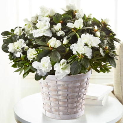 White Azalea Plant –  Peonia Flowers Llc, Lakewood NJ
