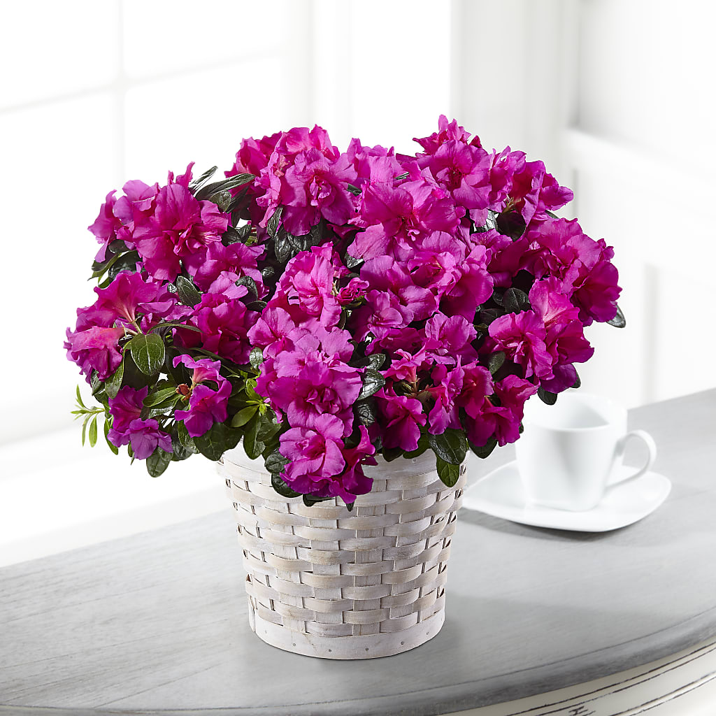 Hope & Serenity Azalea Plant –  Peonia Flowers Llc, Lakewood NJ