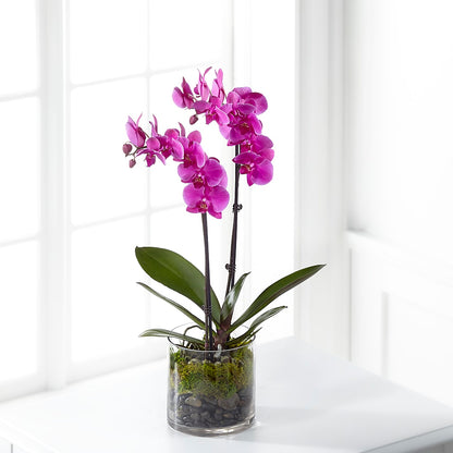 Pink Orchid Plant –  Peonia Flowers Llc, Lakewood NJ