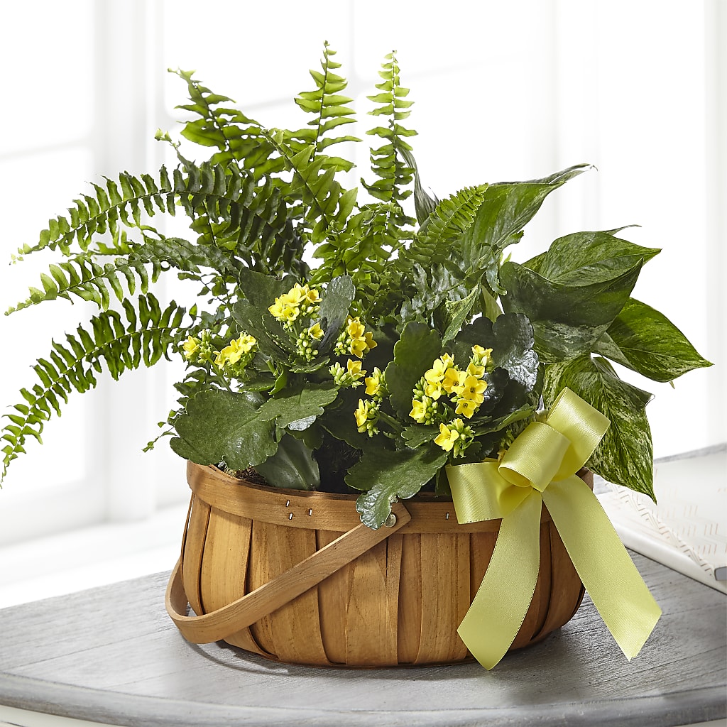 Always Dear Dishgarden –  Peonia Flowers Llc, Lakewood NJ