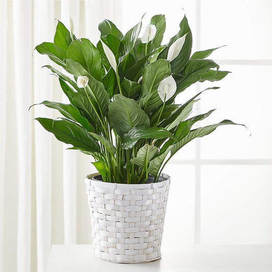 A New Leaf Peace Lily –  Peonia Flowers Llc, Lakewood NJ