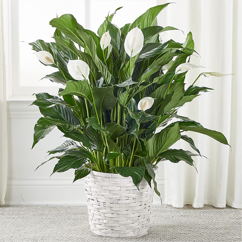 A New Leaf Peace Lily –  Peonia Flowers Llc, Lakewood NJ