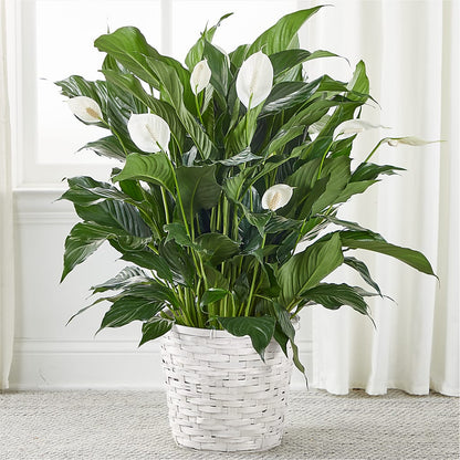 A New Leaf Peace Lily –  Peonia Flowers Llc, Lakewood NJ