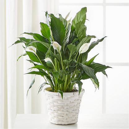 A New Leaf Peace Lily –  Peonia Flowers Llc, Lakewood NJ