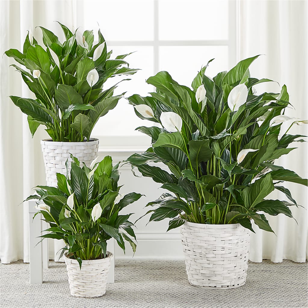 A New Leaf Peace Lily –  Peonia Flowers Llc, Lakewood NJ