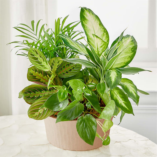 Balance & Harmony Dishgarden –  Peonia Flowers Llc, Lakewood NJ