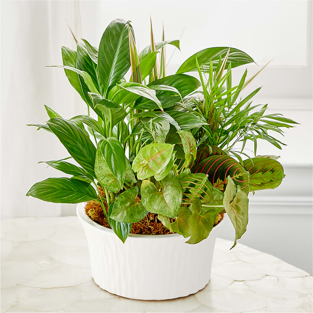 Balance & Harmony Dishgarden –  Peonia Flowers Llc, Lakewood NJ