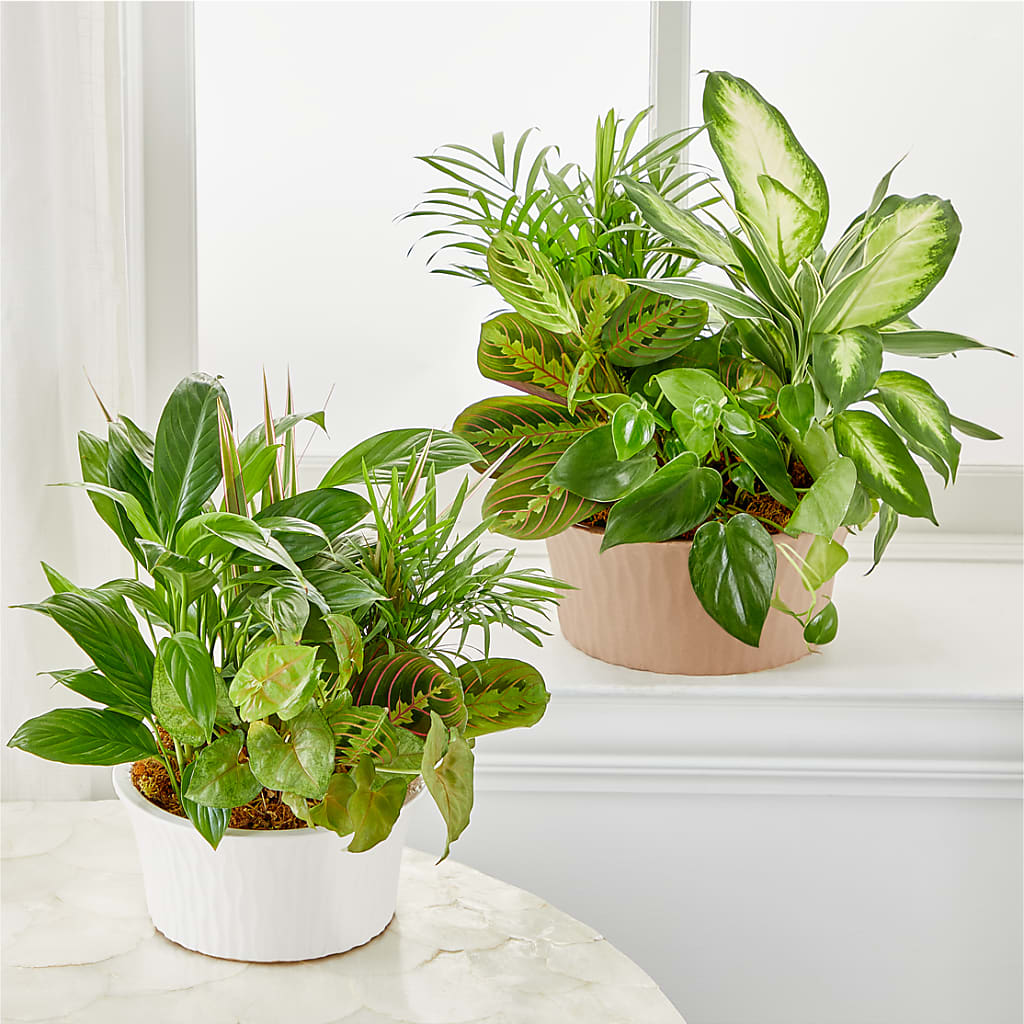 Balance & Harmony Dishgarden –  Peonia Flowers Llc, Lakewood NJ