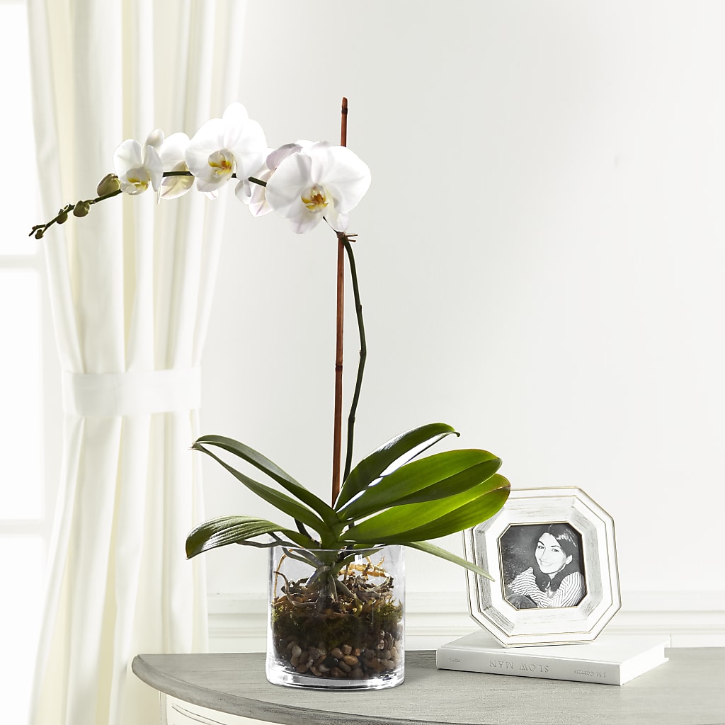 White Orchid Planter –  Peonia Flowers Llc, Lakewood NJ