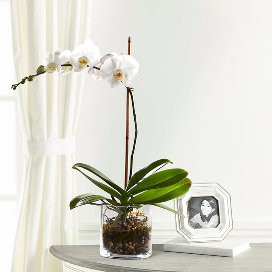 White Orchid Planter –  Peonia Flowers Llc, Lakewood NJ