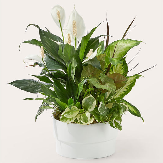 Radiating Positivity Dishgarden –  Peonia Flowers Llc, Lakewood NJ