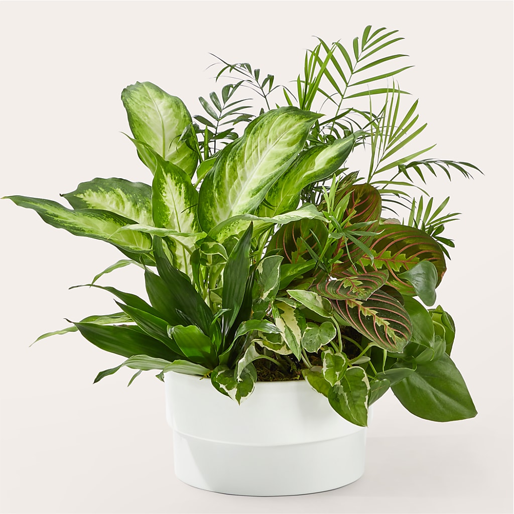 Radiating Positivity Dishgarden –  Peonia Flowers Llc, Lakewood NJ